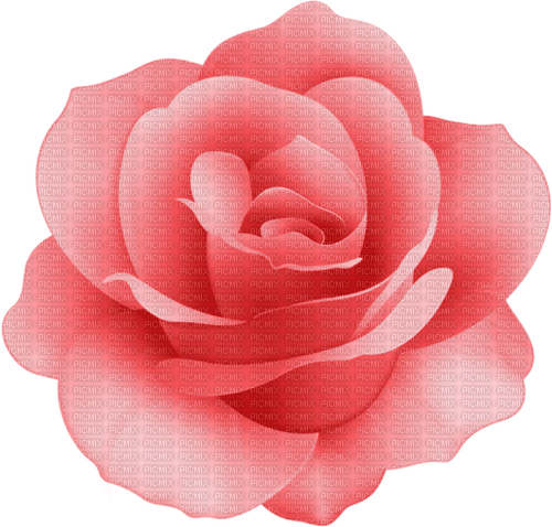 rose  Bb2 - 免费PNG