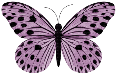 papillon - бесплатно png