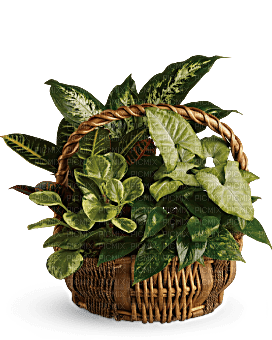 Kaz_Creations  Flowers  Plant Basket - zdarma png