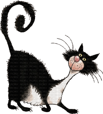 MMarcia gif gato preto chat - Gratis animerad GIF
