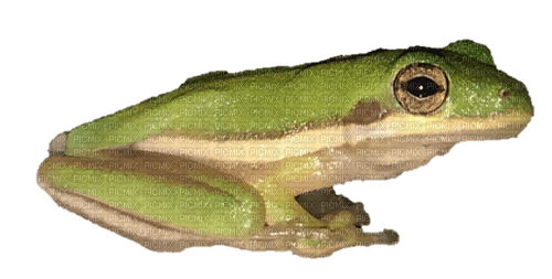sitting frog long - PNG gratuit
