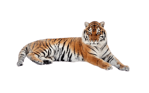tiger sit - Free PNG