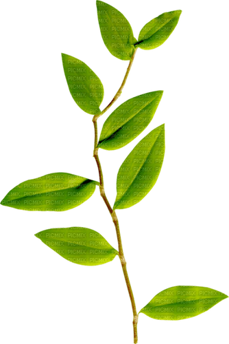 dolceluna leaf leaves - zadarmo png