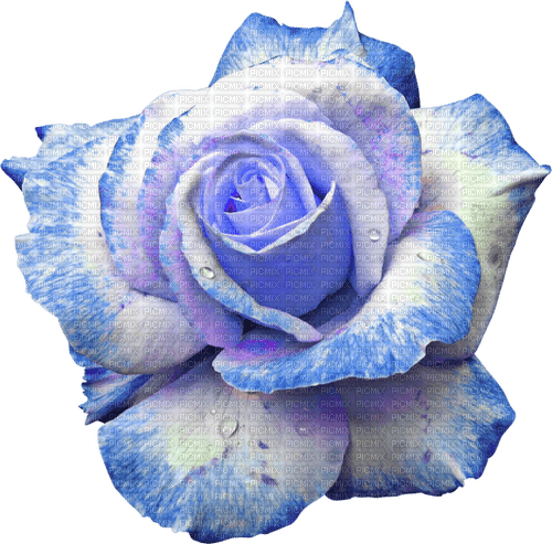 Rose.Blue - ücretsiz png