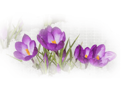 blommor-lila----flowers-purple - 免费PNG