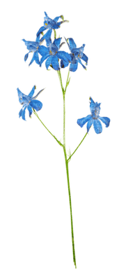 Kaz_Creations Blue Deco Flowers Colours - zdarma png
