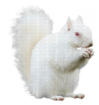 Écureuil - gratis png