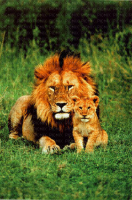 lions - darmowe png