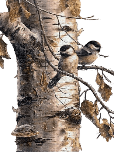 Birke, Meisen, Vögel, Herbst - PNG gratuit