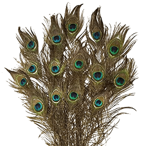 Peacock feather - png grátis