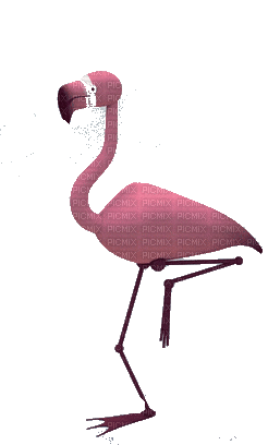 flamingo - Gratis animerad GIF