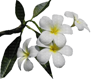 fleur blanche de frangipanier - Bezmaksas animēts GIF
