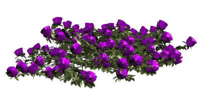 rose violette.Cheyenne63 - 免费PNG