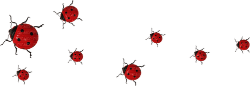 ladybirds Bb2 - Free PNG
