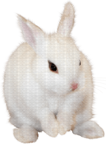 hase rabbit milla1959 - PNG gratuit