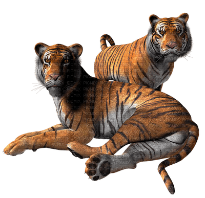 tiikeri, tiger - ingyenes png
