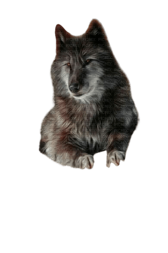 loups - nemokama png