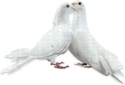 голуби целуются - PNG gratuit
