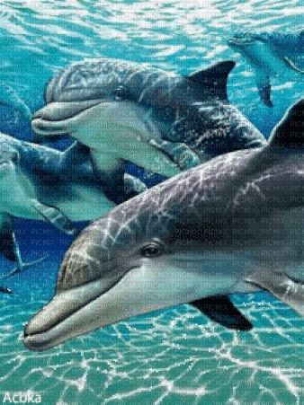 dolphins  by nataliplus - GIF animé gratuit