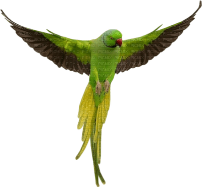 Perroquet ** - PNG gratuit