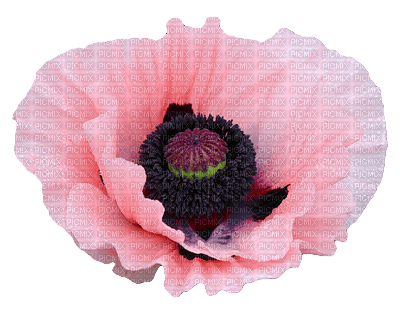 pink-flower - ücretsiz png