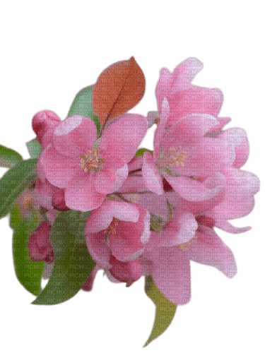 spring blossom pink flowers - gratis png