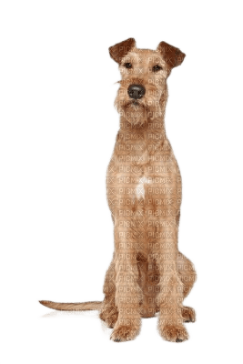 Irish Terrier Dog breed - png gratis