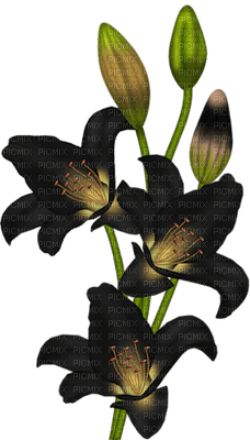 Flowers black bp - gratis png