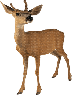 Kaz_Creations Deer - Free PNG