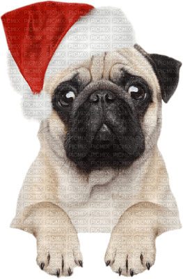 Kaz_Creations Christmas Dog Pup Dogs Colours - безплатен png