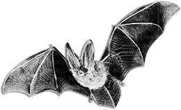 soave deco bat gothic halloween black white - δωρεάν png