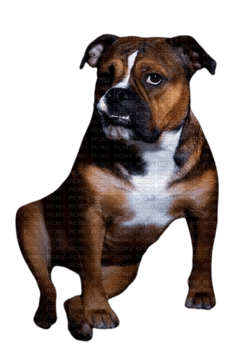 Bulldog - Free PNG