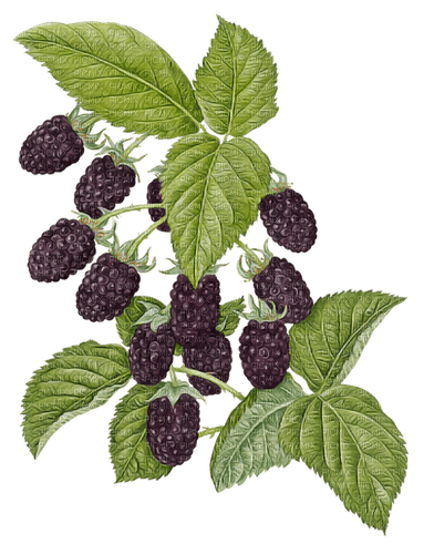 mulberries Bb2 - PNG gratuit