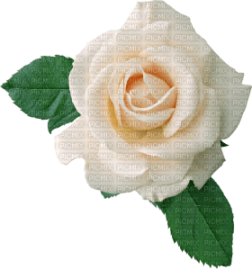 Kaz_Creations Deco Flowers Roses Flower - 免费PNG