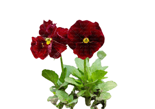 flower,pansies - δωρεάν png