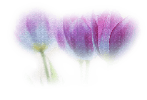 pink fade tulips - ücretsiz png