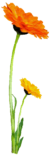 Flowers.Orange.Yellow.Animated - KittyKatLuv65 - GIF animado gratis