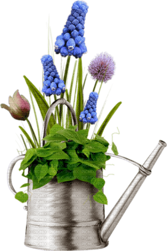 hyacinths Bb2 - 免费PNG