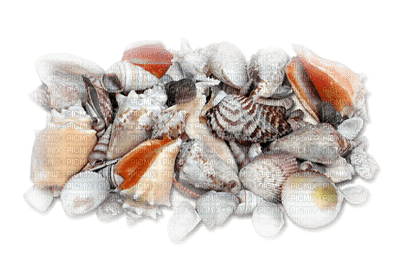 shellfish deco - 無料png