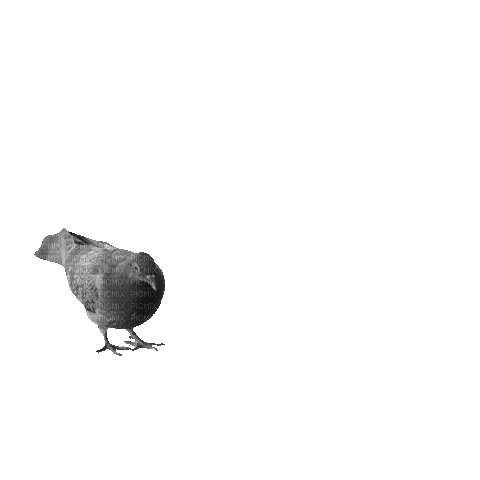 Птица - 免费动画 GIF