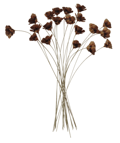 Fleurs.séchées.Flower.dry.Victoriabea - PNG gratuit