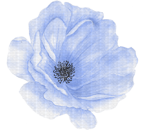 anemone Bb2 - фрее пнг