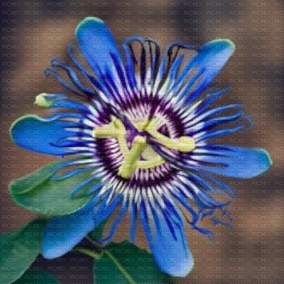 Blue Passion Flower - kostenlos png