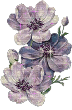 fleur violet. - GIF animé gratuit