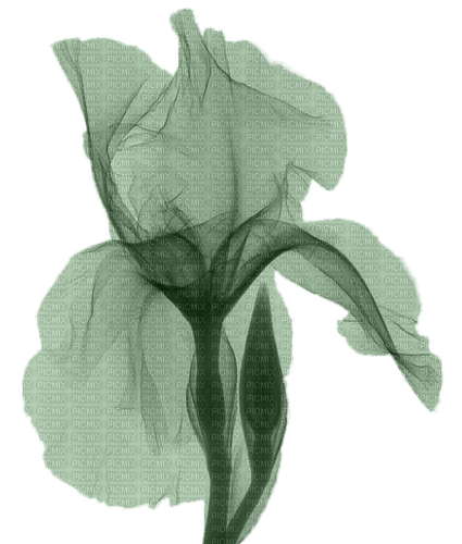 blume flowers grün green - PNG gratuit