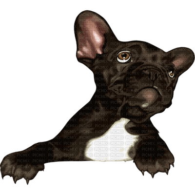 dog chien hund animal tube hunde dogs chiens animals - PNG gratuit
