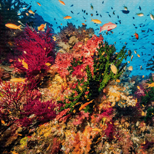 Rena Underwater Background Hintergrund - ücretsiz png