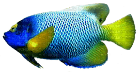 Kaz_Creations  🐟  Fish 🐟 - безплатен png