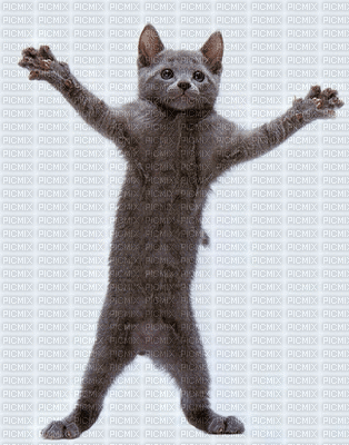 кот танцует - GIF animasi gratis