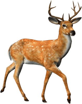 deer bp - Free PNG
